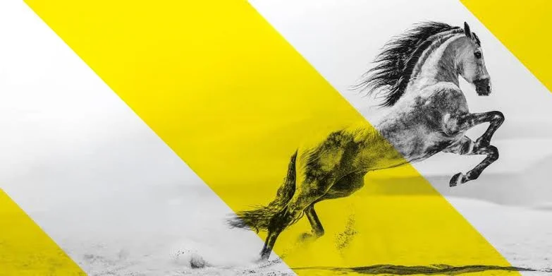 Fieracavalli Verona 2026: cavallo bianco al galoppo tra fasce gialle