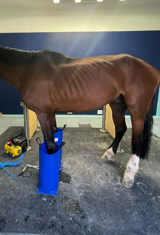 Cavallo in trattamento con Curaboots