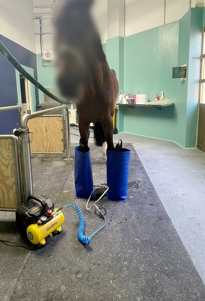 Curaboots alla clinica di Medicina Veterinaria dell'Università di Perugia