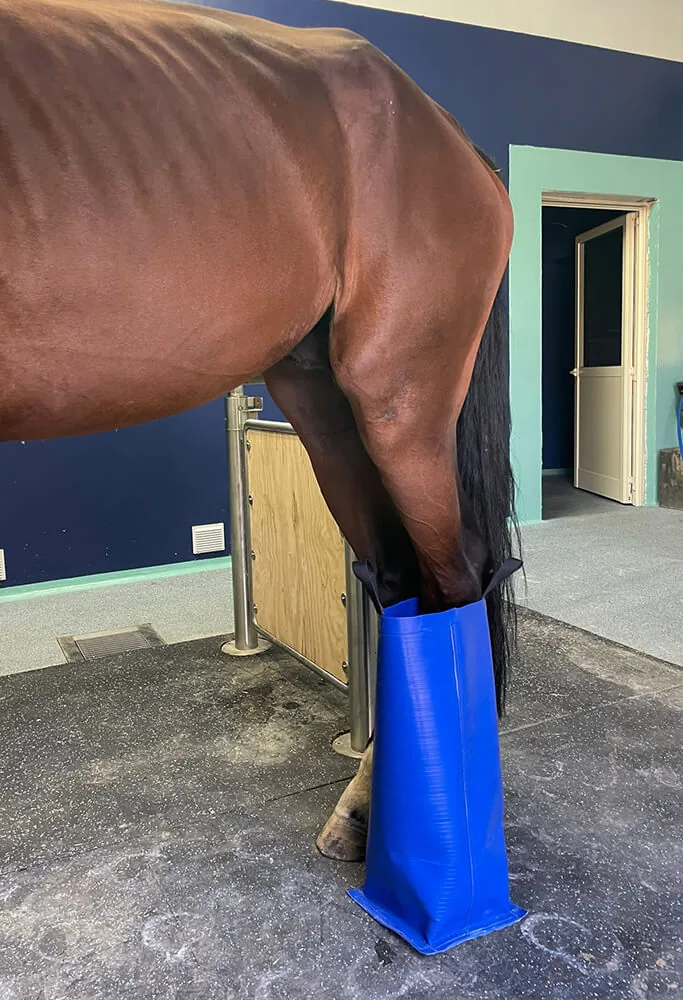 Curaboots alla clinica di Medicina Veterinaria dell'Università di Perugia