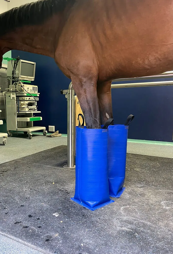 Cavallo con gli stivali Curaboots nella clinica dell'Università di Perugia